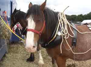 Horse at Harvesting The Old Fashioned Way